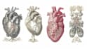 draw exercise, medical and anatomy illustrations