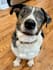 create pet ugc videos with my two dogs