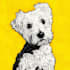 draw animal pop art dog cat pet potrait