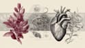 do medical and scientific illustrations
