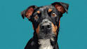 draw cartoon digital pet and human portrait