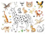 draw all kinds of animals