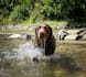 create authentic dog ugc videos in german