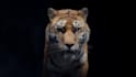 do 3d animation, 3d animal modeling, rigging and kids animation video