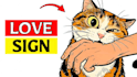 create animated cat explainer videos like felune