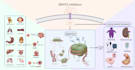 create scientific illustrations and graphical abstracts