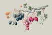 create elegant vintage botanical illustrations in antique style