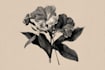 create detailed botanical illustrations and plant art