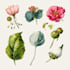 create a botanical illustration in the traditional