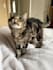 create a cat ugc video for your pet products or services