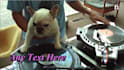 do this funny dj dog playing  video ad