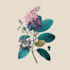create botanical flower artwork for packaging