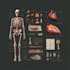 create high quality medical and anatomical illustrations