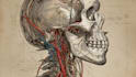 do medical, human anatomy and scientific illustrations