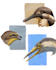 take you to ancient times with beautiful handmade paleoart
