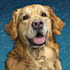 draw pet portrait into cartoon disney
