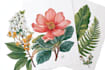 paint botanical and scientific illustrations