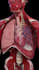 do 2d 3d medical surgery anatomy animation video and motion graphics