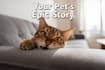 create a viral ai video with your pet