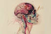 create scientific and medical illustrations