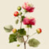 do an awesome botanical plants illustration