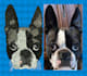 do embroidery digitizing for pets, hats, jackets in 24hrs