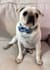 create engaging pet ugc for your product or service
