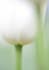 professionally critique your flower photography
