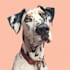 make a minimalist pet portrait  art