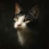 create an epic cat potrait art