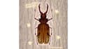 illustrate cute silly insects