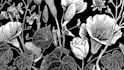 illustrate botanical and linocut c