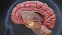 do 3d medical animation anatomy visualization biotech and pharma moa explainer