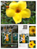 design professional social media posts using canva