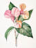 hand paint botanical illustrations