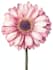 design a botanical illustration