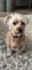 create elite dog content that converts