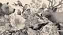 draw an animal and botanical illustration