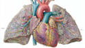 create medical illustration and diagram
