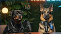 create ai talking animal, talking dog, talking cat videos, using sora 2, veo 3