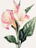 draw botanical food illustration art