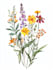 hand paint botanical illustrations