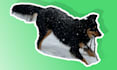 turn your pets in to cute durable stickers