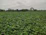 provide expert crop consultancy and farming solutions