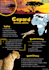design a professional powerpoint