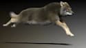 do any 3d animal model 3d animation 3d creature 3d character animation cgi fx