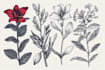 illustrate custom flower line art illustration