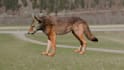 do realistic 3d animal animation, 3d model character, rig, xgen, vfx