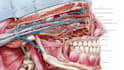 draw a surgical procedure or anatomical illustration