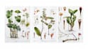 do a botanical illustration